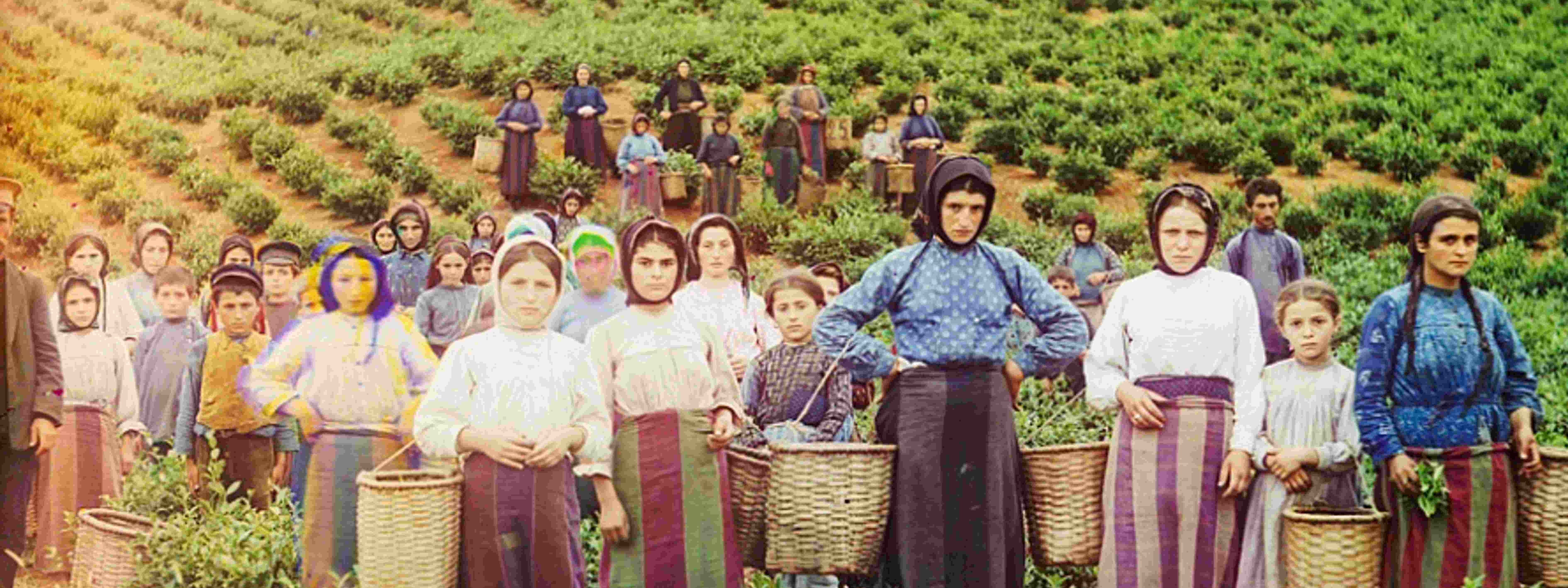 Photo of a group of workers harvesting tea